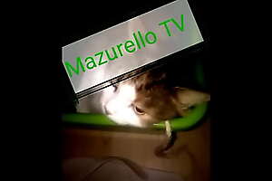 Mazurello TV : Holly Pool